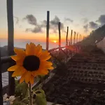 Prima Luce